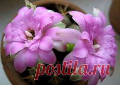 кактусы комнатные - 53 тыс. картинок. Поиск Mail.Ru