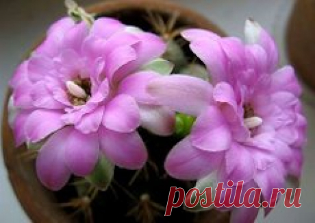кактусы комнатные - 53 тыс. картинок. Поиск Mail.Ru