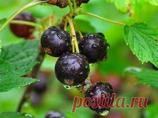 Рецепт вина из черной смородины | Полезные советы для дома и рецепты с фото - Сайт ответов на вопросы от vsovetah.ru