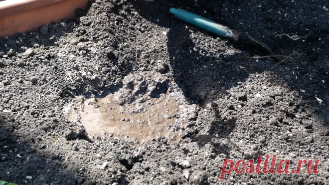 🥒Как правильно садить огурцы в открытый грунт - способ "грязюка", который подсказала мне бабушка. | Блог дачника | Яндекс Дзен