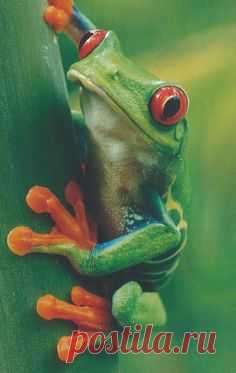 (2994) Pinterest