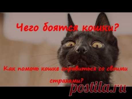 ЧЕГО БОЯТСЯ КОШКИ   WHAT ARE CATS AFRAID OF  Как помочь кошке справиться со своими  страхами?