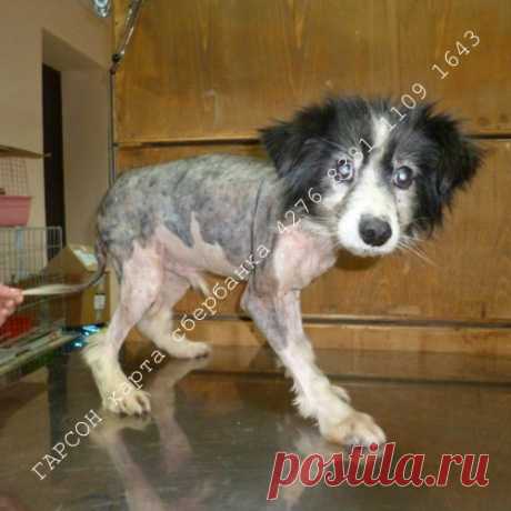 Дайте шанс слепому Гарсону видеть!!