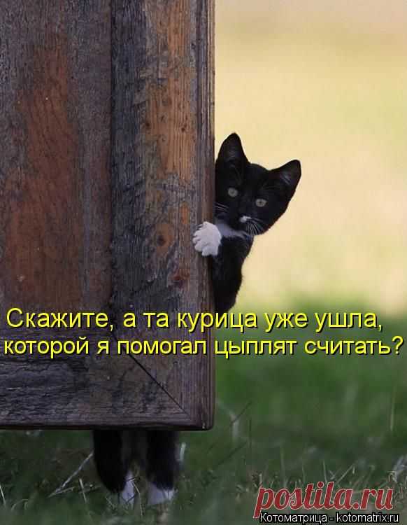Котоматрица: Круть