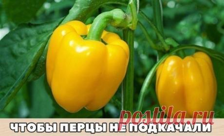 Перцы - моя слабость. Итак, вот что нужно делать, чтобы перцы не подкачали и дали огромный урожай.
1. Выращивать перцы нужно только через рассаду и в теплице, только так растения будут крепкие и здоровые.

2. Чтобы рассада развивалась мощной, надо удалять у нее все листья ниже развилки стебля.

3. В возрасте 2 месяцев рассаду нужно пересадить в теплицу. Кустики следует перевалить из стаканчиков вместе с комом земли и обязательно проследить, чтобы корневая шейка не была заг...