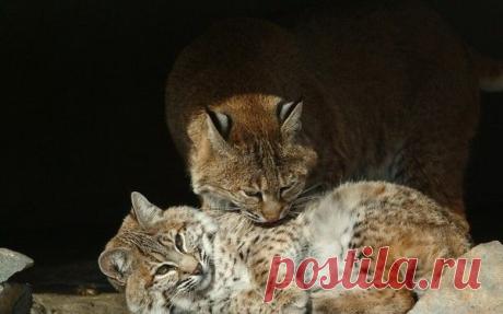 Кошки-моё Очарование.