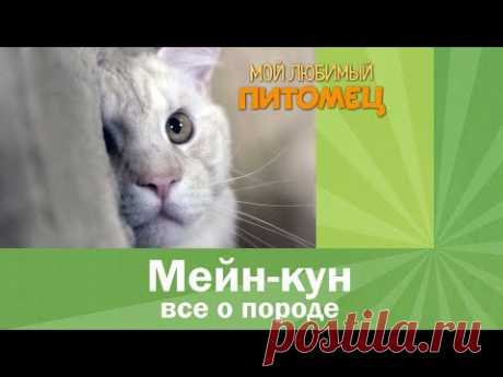 Мейн кун. Интересные факты