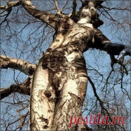 Nature's Art....Amazing! | Arbres / Trees