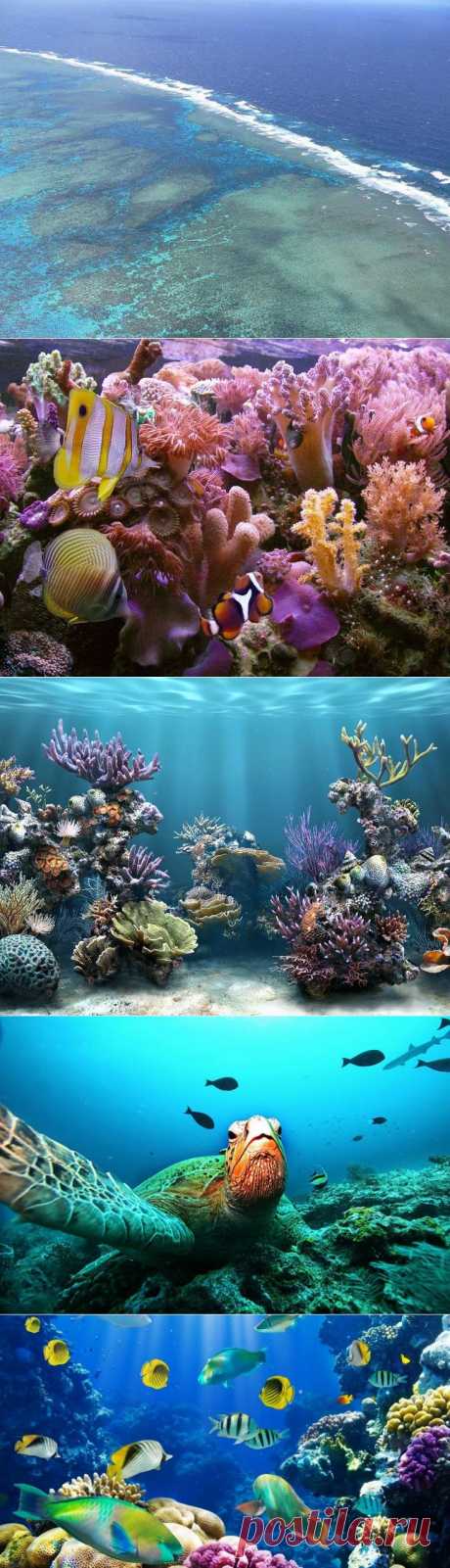 Коралловые рифы