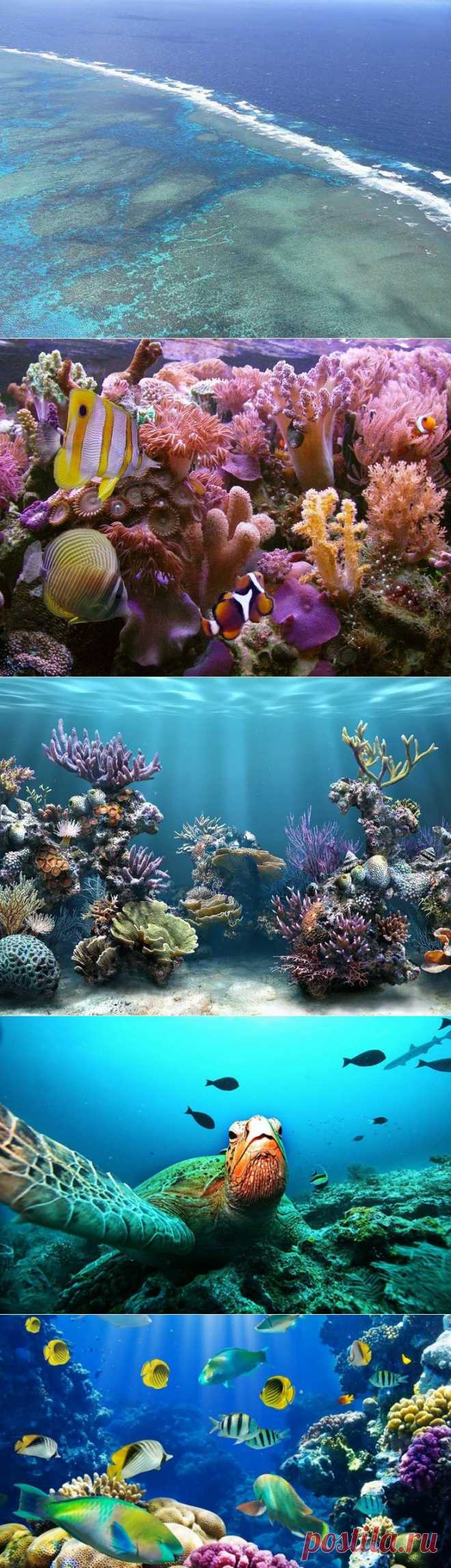 Коралловые рифы