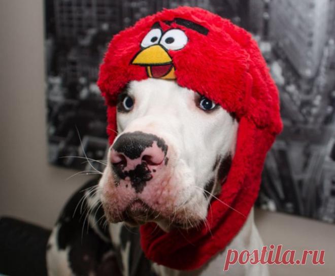 Уморительная мимика немецкого дога Мунки в объективе Кристы Аалто (Krista Aalto) — Фотоискусство