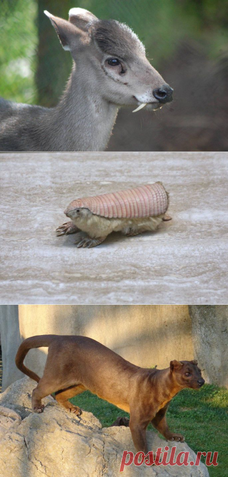 15 crazy, amazing animals most of us have never heard of [15 pictures] | 22 Words. Животные, о которых, вы может быть даже никогда не слышали.