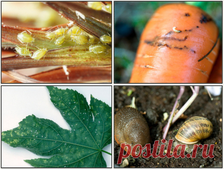 #Защита_растений@gardening.kittens.world
#Основные_вредители_садово_огородных_культур@gardening.kittens.world
В этой статье представлены основные садово-огородные вредители: таблица с картинкой, время их появления и метод борьбы с ними.
https://www.gardening.kittens-world.ru/osnovnye-vrediteli-sadovo-ogorodnyh-kultur-tablica.html