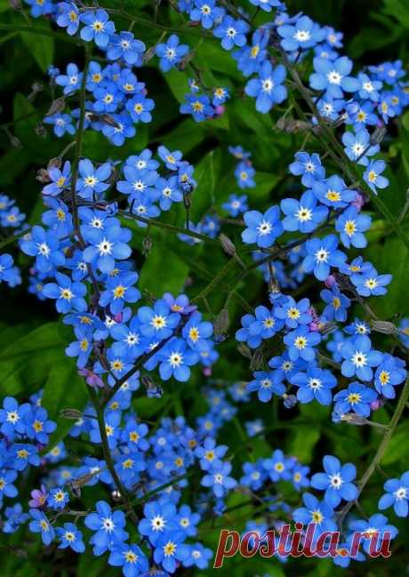 Я люблю ✿ ЦВЕТЫ ✿ | I ♥ Flowers