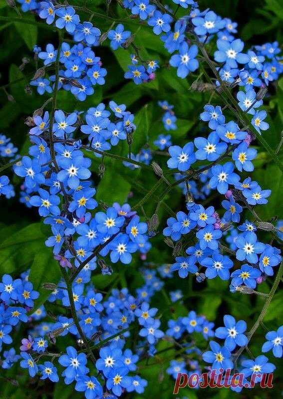 Я люблю ✿ ЦВЕТЫ ✿ | I ♥ Flowers