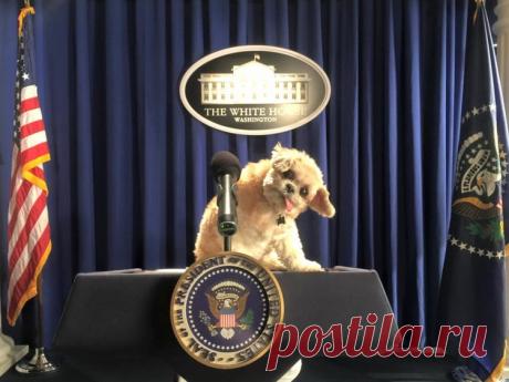 Собака Марни, которая живет насыщенной жизнью!