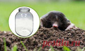 Как поймать крота с помощью обычной трехлитровой банки | Болезни и вредители (Огород.ru)