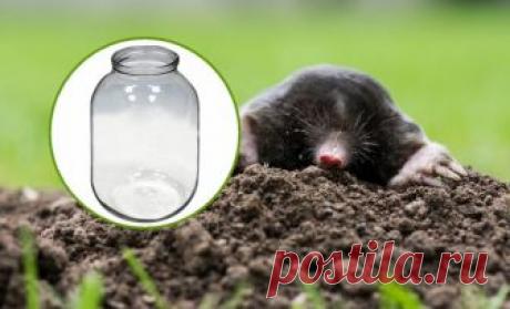 Как поймать крота с помощью обычной трехлитровой банки | Болезни и вредители (Огород.ru)