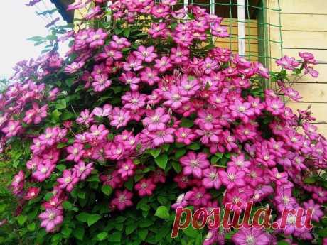 Школа цветоводства 🌸 Наш дом всегда в цветах 🌸