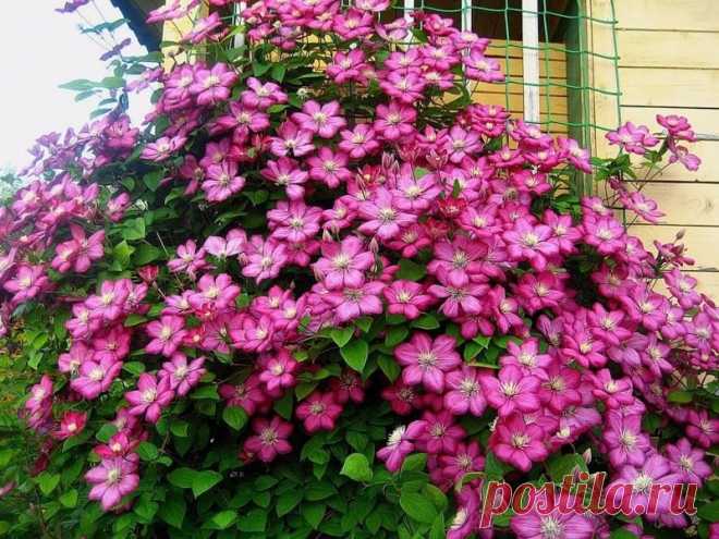 Школа цветоводства 🌸 Наш дом всегда в цветах 🌸