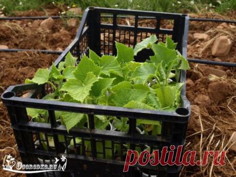 Как вырастить хорошую рассаду огурцов? Легко! 
 
Для раннего урожая огурцов в нашей полосе лучше выращивать их через рассаду. Обычно, рассаду лучше высаживать после 10 мая, чаще всего именно в это время уходит угроза заморозков. А высаживать в грунт нужно растения, возраст которых в среднем двадцать дней. То есть посев семян должен быть где-то в середине апреля. 
 
Как вырастить рассаду огурцов? 
 
- Так как огурцы весьма нежно растение, с трудом переносит пересадку, рассаду лучше выращивать в и