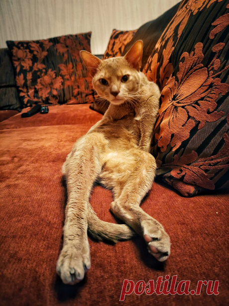 Уже несколько лет я фоткаю смешные и необычные выражения морды моего кота и его весёлые позы. Вы точно улыбнетесь | Блог мобильного фотографа | Яндекс Дзен