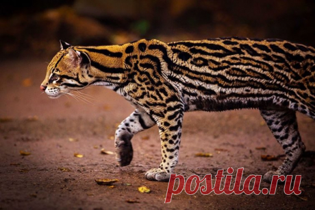 20 редких диких кошек, о которых вы, скорее всего не знали / Питомцы