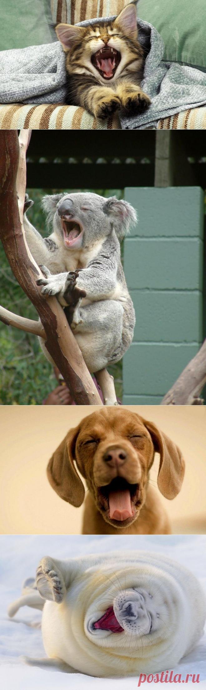 Высыпаетесь ли вы? Посмотрите, как сладко и заразительно зевают животные!