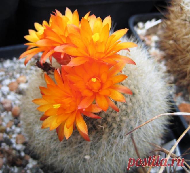 Топ-30 домашних кактусов