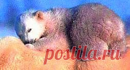 Берегите природу и свой язык!: ЭКИПИРОВКА УЧАСТНИКОВ ЭКСПЕДИЦИИ СЕВЕРНЫЙ ПОЛЮС