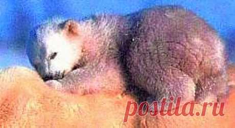 Берегите природу и свой язык!: ЭКИПИРОВКА УЧАСТНИКОВ ЭКСПЕДИЦИИ СЕВЕРНЫЙ ПОЛЮС