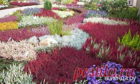 Вересковый сад - настоящая райская сказка - вереск, вересковый сад, создание верескового сада