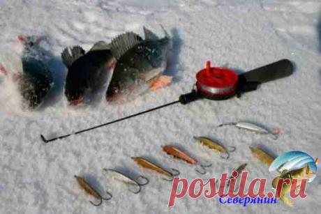 Уловистые зимние блесны: ТОП-3 Одним из самых уловистых приманок зимой на хищника считаются блесны. На них ловят все виды хищной рыбы — окунь судак, щука, налим и другие. В этой статье пойдет речь о самых уловистых зимних …