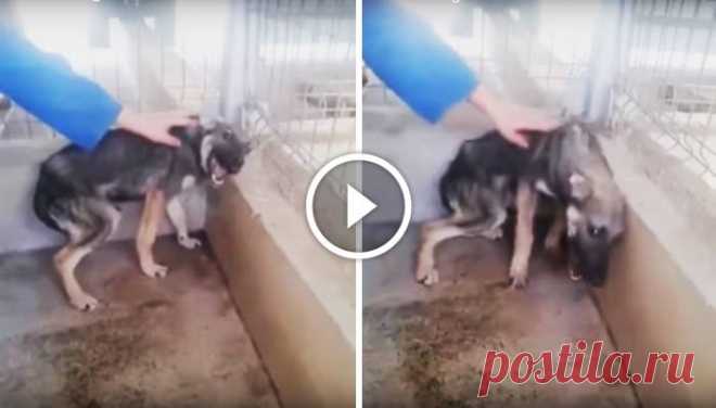 Abused Dog Petted For The First Time (Don’t Watch With Sound If You’re Sensitive)