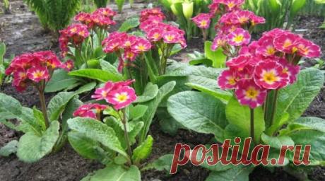 Подкормки примулы садовой | Журнал "JK" Джей Кей