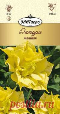 Семена. Комнатное растение 