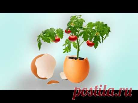 Как вырастить Пиноккио - YouTube