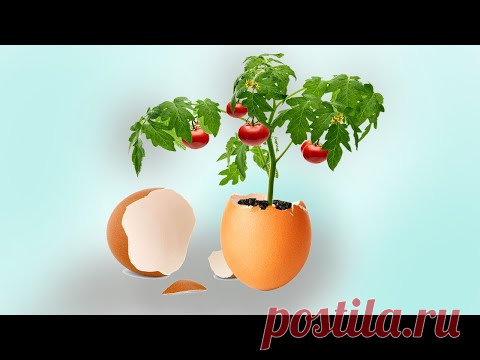 Как вырастить Пиноккио - YouTube