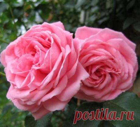 Роза Корал Даун: особенности и характеристика сорта, правила посадки, выращивания и ухода