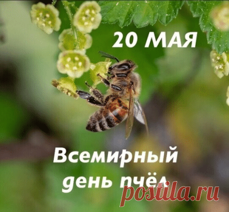 "Встречайте майский праздник у ворот,
Вы пчел с любовью берегите,
Летит пчела, нам мед несет,
Скорее дверцу в улей отворите. Открытки на Всемирный день пчел!"