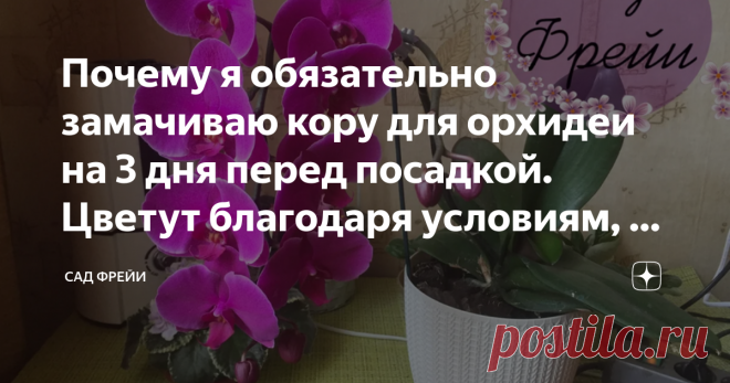 Почему я обязательно замачиваю кору для орхидеи на 3 дня перед посадкой. Цветут благодаря условиям, а не стрессу Правильная посадка и режим полива - залог долгой и приятной дружбы