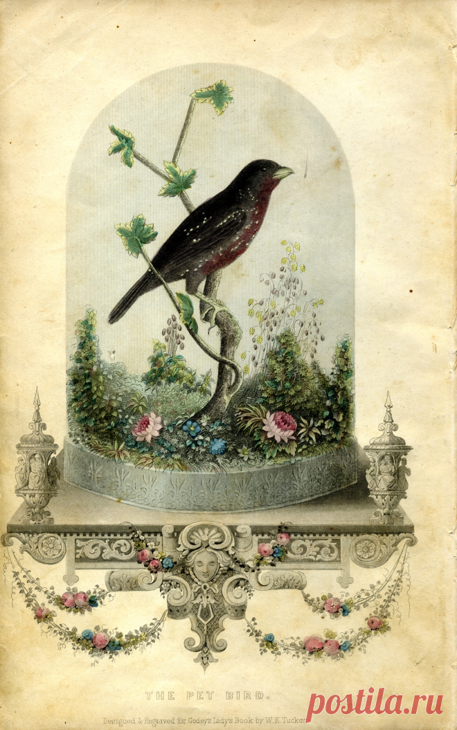 карты для декупажа с павлином: 13 тыс изображений найдено в Яндекс.Картинках