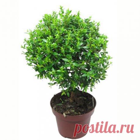 (+1) тема - Комнатные растения, которые приносят счастье | НАРОДНЫЕ ПРИМЕТЫ