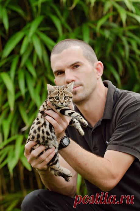 Черноногая кошка (Felis nigripes) | Терри Уиттакер Фотография