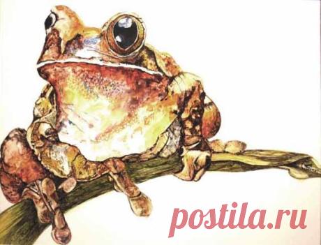 Jan Gorman WATERCOLOR | China Painting - Animals