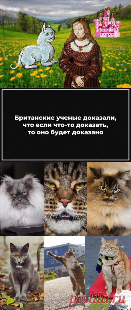 Как сильной и независимой выбрать себе кота. Юмор | МУЖСКОЙ | Яндекс Дзен