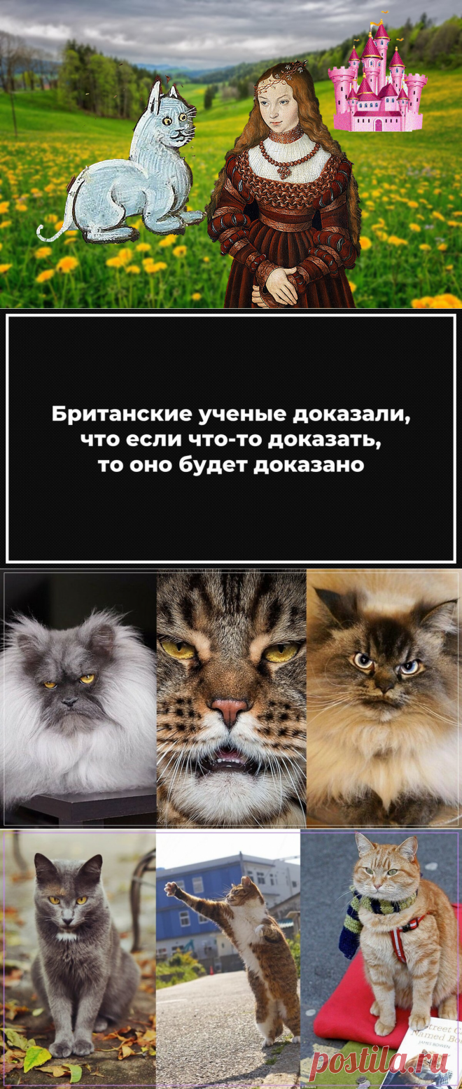 Как сильной и независимой выбрать себе кота. Юмор | МУЖСКОЙ | Яндекс Дзен
