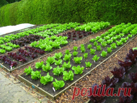 ЛУЧШЕЕ НАРОДНОЕ УДОБРЕНИЕ ДЛЯ ОГОРОДА