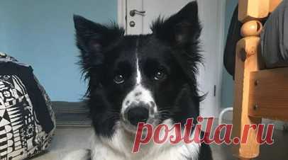 «Ни тела, ни останков»: суд арестовал предполагаемого похитителя собаки в Щербинке. В Москве арестовали мужчину, обвиняемого в похищении и убийстве бордер-колли Симы. Хозяева собаки отмечают, что тело или останки питомца, который пропал 7 ноября, так и не обнаружены. Они всё ещё надеются, что Сима может быть жива, и продолжают поиски. Семья также подозревает, что обвиняемый в похищении Симы 67-летний Сергей Пай и его родственники могут быть причастны к серийным похищениям собак с целью продажи…