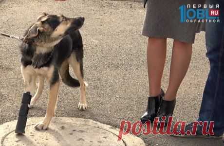 Собаке-инвалиду создали протез с помощью 3D-принтера в Магнитогорске. | Все о наших питомцах